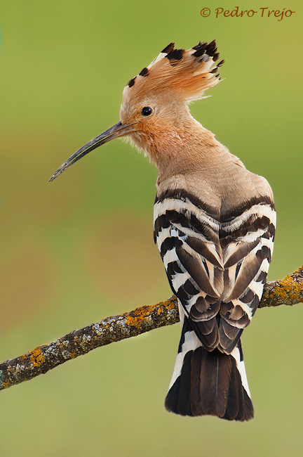 Abubilla (Upupa epops)